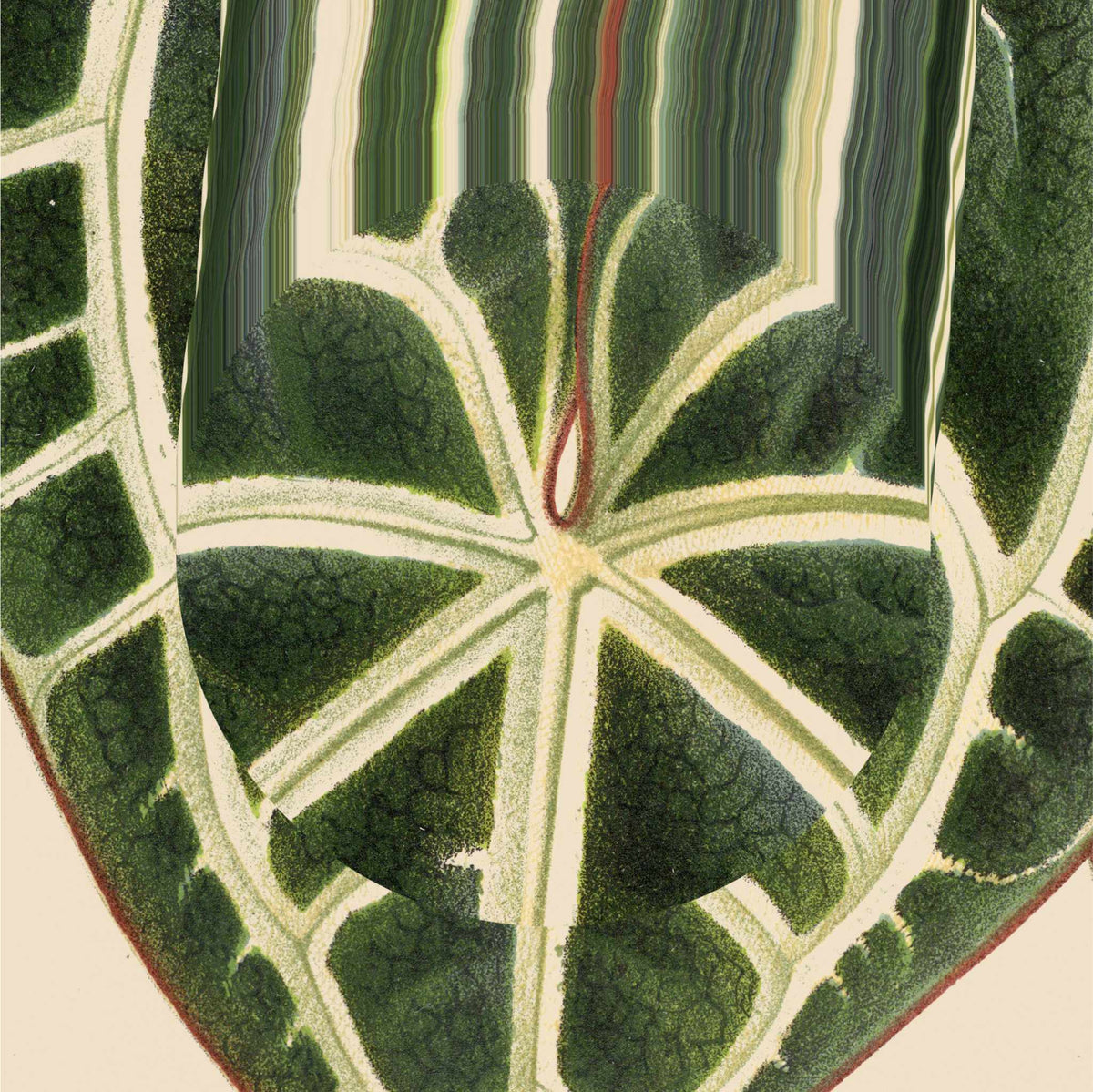 Leaf