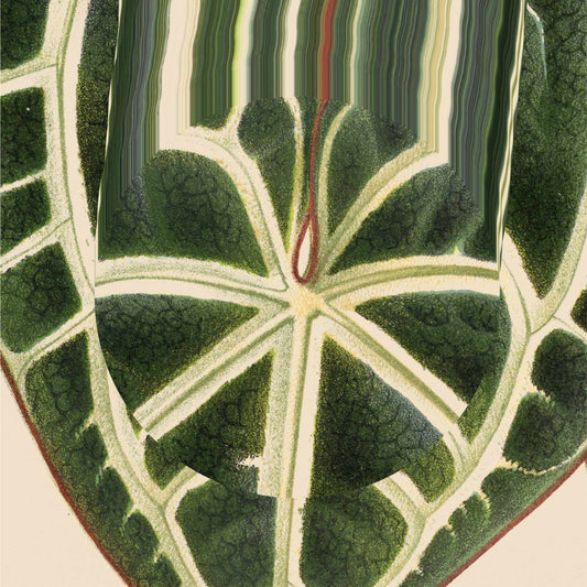 Leaf