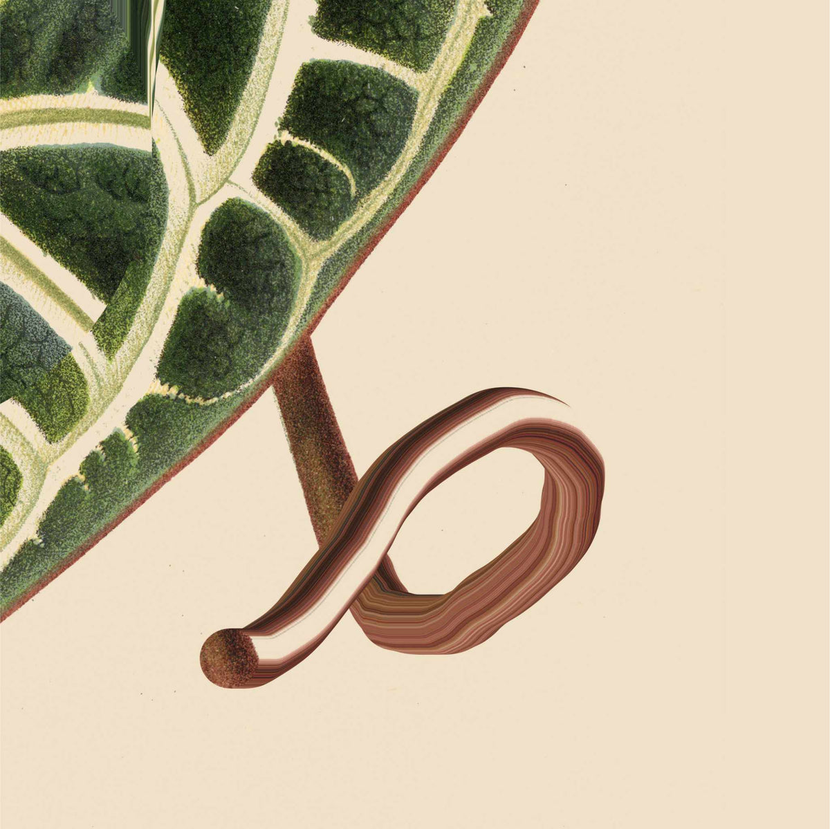 Leaf